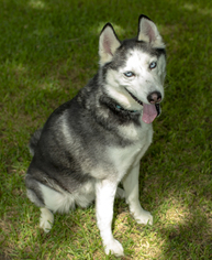 Alaskan Husky Dogs for adoption in Santa Fe, TX, USA