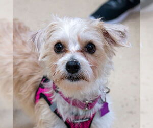 Maltese Dogs for adoption in Mundelein, IL, USA