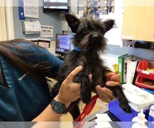 Mutt Dogs for adoption in Riverside, CA, USA