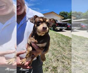 Chihuahua Dogs for adoption in San Antonio, TX, USA