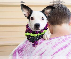 Chipin Dogs for adoption in phoenix, AZ, USA