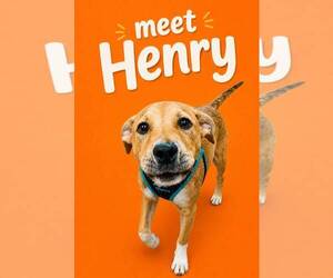 Labrador Retriever-Unknown Mix Dogs for adoption in Jefferson, NJ, USA