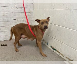 American Pit Bull Terrier-Unknown Mix Dogs for adoption in San Bernardino, CA, USA