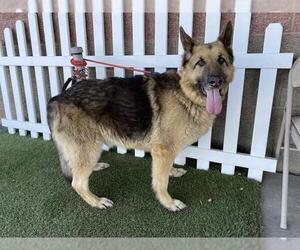 German Shepherd Dog Dogs for adoption in Modesto, CA, USA