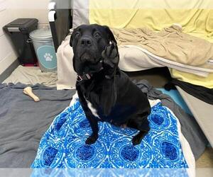 Labrador Retriever Dogs for adoption in Fort Wayne, IN, USA