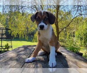 Sheprador Dogs for adoption in Find us on Facebook- MARS of Illinois, Murphysboro, IL, USA