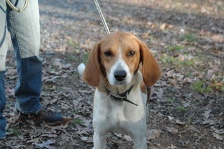 Mutt Dogs for adoption in Lyndhurst, VA, USA