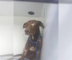 Labrador Retriever Dogs for adoption in Houston, TX, USA