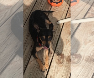 Miniature Pinscher Dogs for adoption in bloomington, IL, USA