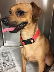 Chihuahua Dogs for adoption in Bauxite, AR, USA