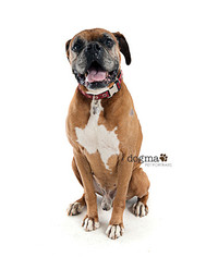 Boxer Dogs for adoption in Southampton, NY, USA