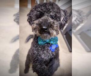 Poodle (Miniature) Dogs for adoption in Colorado Springs, CO, USA