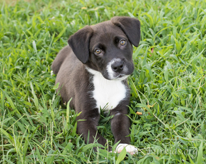 Labrador Retriever Dogs for adoption in Alpharetta, GA, USA