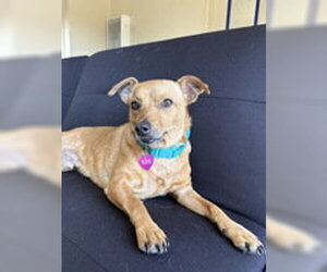 Chihuahua Dogs for adoption in Salinas, CA, USA