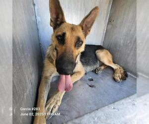 German Shepherd Dog-Unknown Mix Dogs for adoption in San Antonio, TX, USA