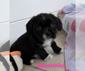 Irish Terrier-Shih Tzu Mix Dogs for adoption in Cave Creek, AZ, USA