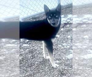 - Mix Dogs for adoption in Pampa, TX, USA
