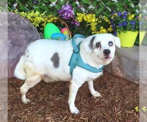 Mutt Dogs for adoption in Oklahoma City, OK, USA