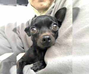 Chihuahua Dogs for adoption in Newport Beach, CA, USA