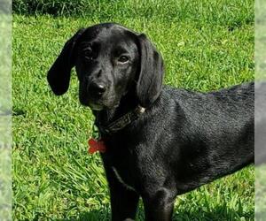 Labrador Retriever-Unknown Mix Dogs for adoption in Potomac, MD, USA