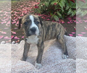 American Pit Bull Terrier-Unknown Mix Dogs for adoption in Bellevue, WA, USA