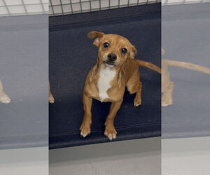 Chihuahua-Unknown Mix Dogs for adoption in Chico, CA, USA
