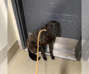 German Shepherd Dog Dogs for adoption in Modesto, CA, USA