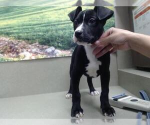 American Pit Bull Terrier-Unknown Mix Dogs for adoption in Moreno Valley, CA, USA