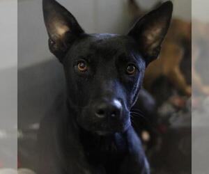 American Staffordshire Terrier-Unknown Mix Dogs for adoption in San Antonio, TX, USA