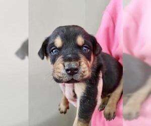 Rottweiler-Unknown Mix Dogs for adoption in Livingston, TX, USA