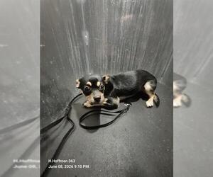 Chihuahua-Unknown Mix Dogs for adoption in San Antonio, TX, USA