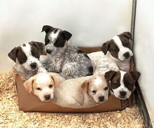Coonhound-Unknown Mix Dogs for adoption in Unionville, PA, USA