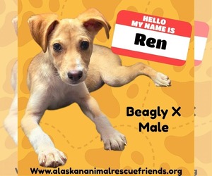 Beagle-Unknown Mix Dogs for adoption in Anchorage, AK, USA
