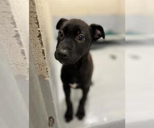 Labrador Retriever-Unknown Mix Dogs for adoption in Augusta, GA, USA