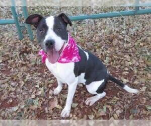 Staffordshire Bull Terrier Dogs for adoption in Oklahoma City, OK, USA