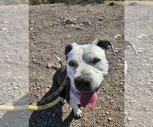 American Pit Bull Terrier-Unknown Mix Dogs for adoption in phoenix, AZ, USA