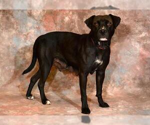 American Pit Bull Terrier-Unknown Mix Dogs for adoption in West Valley, UT, USA