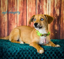 Medium Photo #1 Alaskan Husky-Unknown Mix Puppy For Sale in Minneapolis, MN, USA