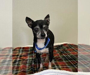 Chihuahua Dogs for adoption in Osgood, IN, USA