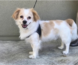 Maltese Dogs for adoption in Fremont, CA, USA