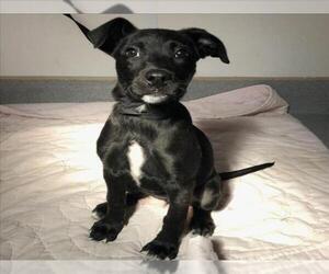 Labrador Retriever-Unknown Mix Dogs for adoption in Rancho Cucamonga, CA, USA