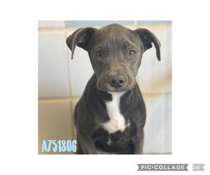 American Staffordshire Terrier-Unknown Mix Dogs for adoption in San Antonio, TX, USA