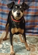 Miniature Pinscher Dogs for adoption in Berwick, PA, USA