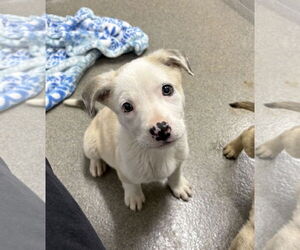 Mutt Dogs for adoption in Sterling, MA, USA