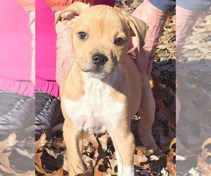 Golden Retriever-Unknown Mix Dogs for adoption in Alexander, AR, USA