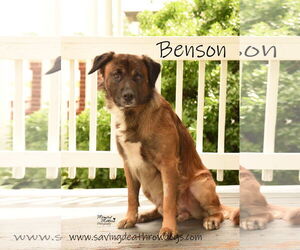 Mutt Dogs for adoption in Topeka, KS, USA