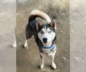 Siberian Husky Dogs for adoption in Riverside, CA, USA