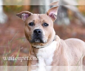 American Pit Bull Terrier Dogs for adoption in Roswell, GA, USA