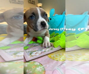 American Pit Bull Terrier-Unknown Mix Dogs for adoption in Wenonah, NJ, USA