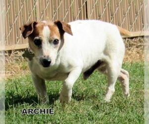 Jack Russell Terrier Dogs for adoption in Lindsay, CA, USA